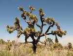 Joshua-Tree.jpg
