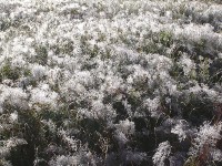 eisblumen_klein.jpg