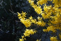 Forsythie_1.1.jpg