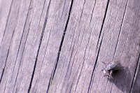 DSC00780_1.jpg