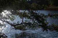 Img_2230.jpg