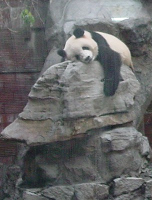 Panda retten.JPG