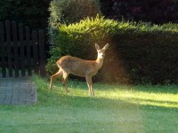 bambi.JPG