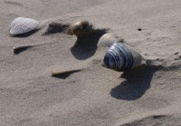 muschelschatten_klein.JPG