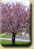 baum-prunus_ser._kazan.jpg