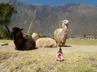 ernst.ollantaytambo.jpg