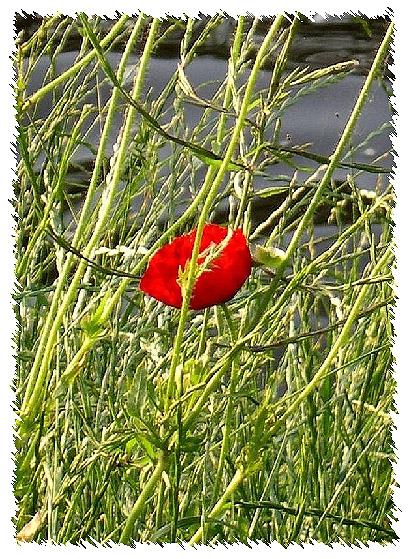 mohn-rahmen1.jpg