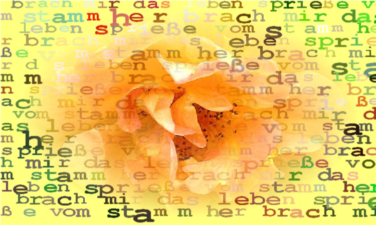 9_13_rose2.jpg
